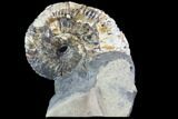 Rhaeboceras Ammonite in Limestone - Montana #86209-1